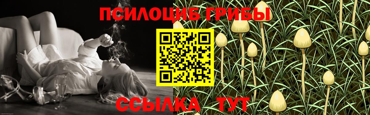 где найти   Галлюциногенные грибы Psilocybine cubensis  Вход с VPN  Городец 